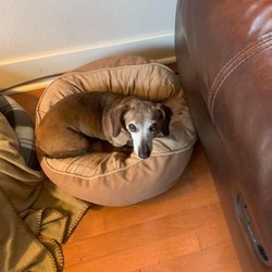 Kelly's Upscale Puppy - Blossom is happy to be indoors, in the living room and on a soft dog bed.