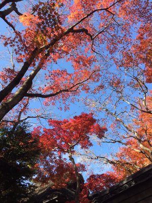 MOA Museum of Art by null