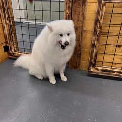 Loretta’s Paws & Claws Spa