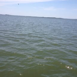 The dolphins are in there somewhere