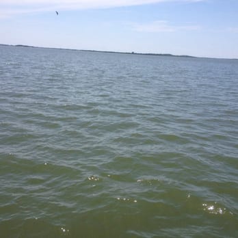 Dolphin Magic Tours - The dolphins are in there somewhere - Tours Near Me - Savannah, Georgia