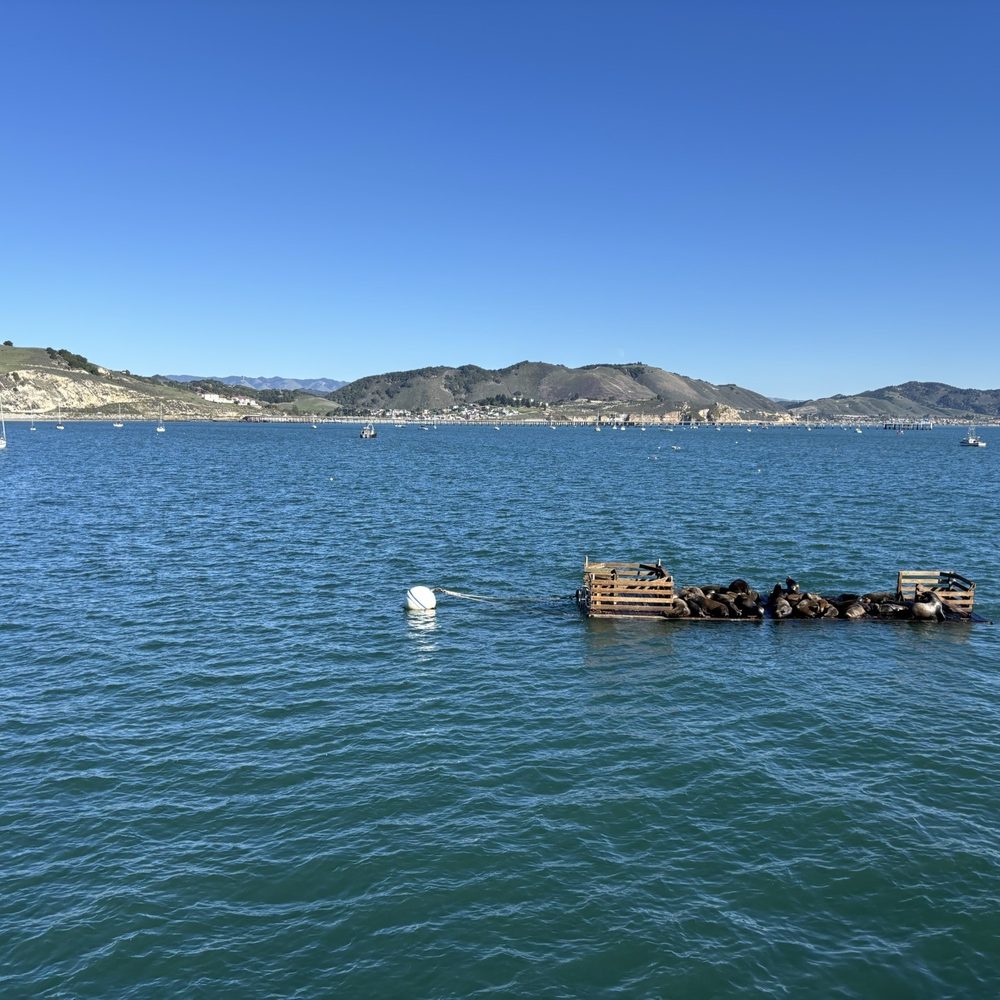 Mersea's - The Sea Lion's were out and barking'! - Bars Near Me - Avila Beach, California