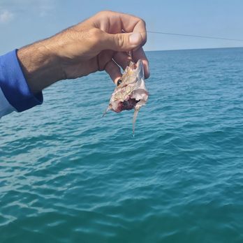 Pure Florida - The grunt head, barracuda food. - Boat Charters Near Me - Naples, Florida Pure Florida - The grunt head, barracuda food. - Boat Charters Near Me - Naples, Florida