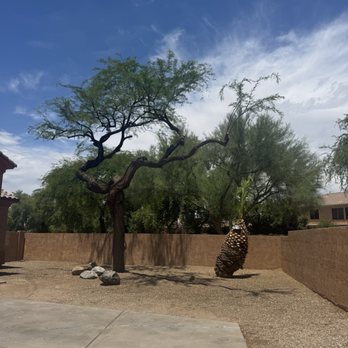 Miguel's tree care - After trimming and managing branches for monsoon season - Tree Services Near Me - Phoenix, Arizona Miguel's tree care - After trimming and managing branches for monsoon season - Tree Services Near Me - Phoenix, Arizona