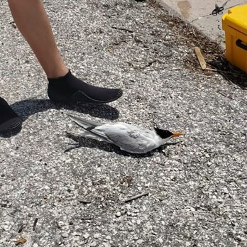 Seaside Seabird Sanctuary - It could not fly off. We gave it water, wrapped it up in a towel and took it in. - Animal Shelters Near Me - Indian Shores, Florida Seaside Seabird Sanctuary - It could not fly off. We gave it water, wrapped it up in a towel and took it in. - Animal Shelters Near Me - Indian Shores, Florida