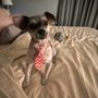 Photo of Dreamcoat Dog Spa