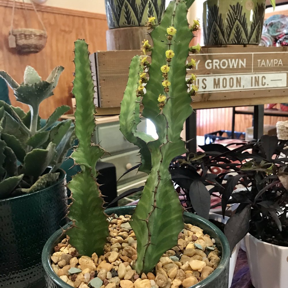 Cactus Moon - Rare variegated cactus. - Florists Near Me - Tampa, Florida Cactus Moon - Rare variegated cactus. - Florists Near Me - Tampa, Florida