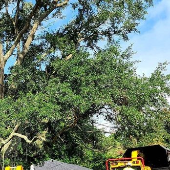 Mt Pleasant Tree Service - Tree Services Near Me Mt Pleasant Tree Service - Tree Services Near Me