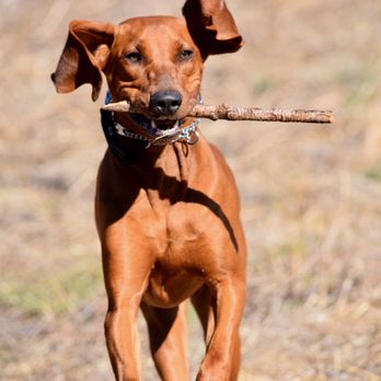 Paws In Progress - Pet Training Near Me - Elverta, California Paws In Progress - Pet Training Near Me - Elverta, California