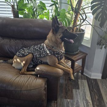 Dogs Gone Sane - Pet Training Near Me