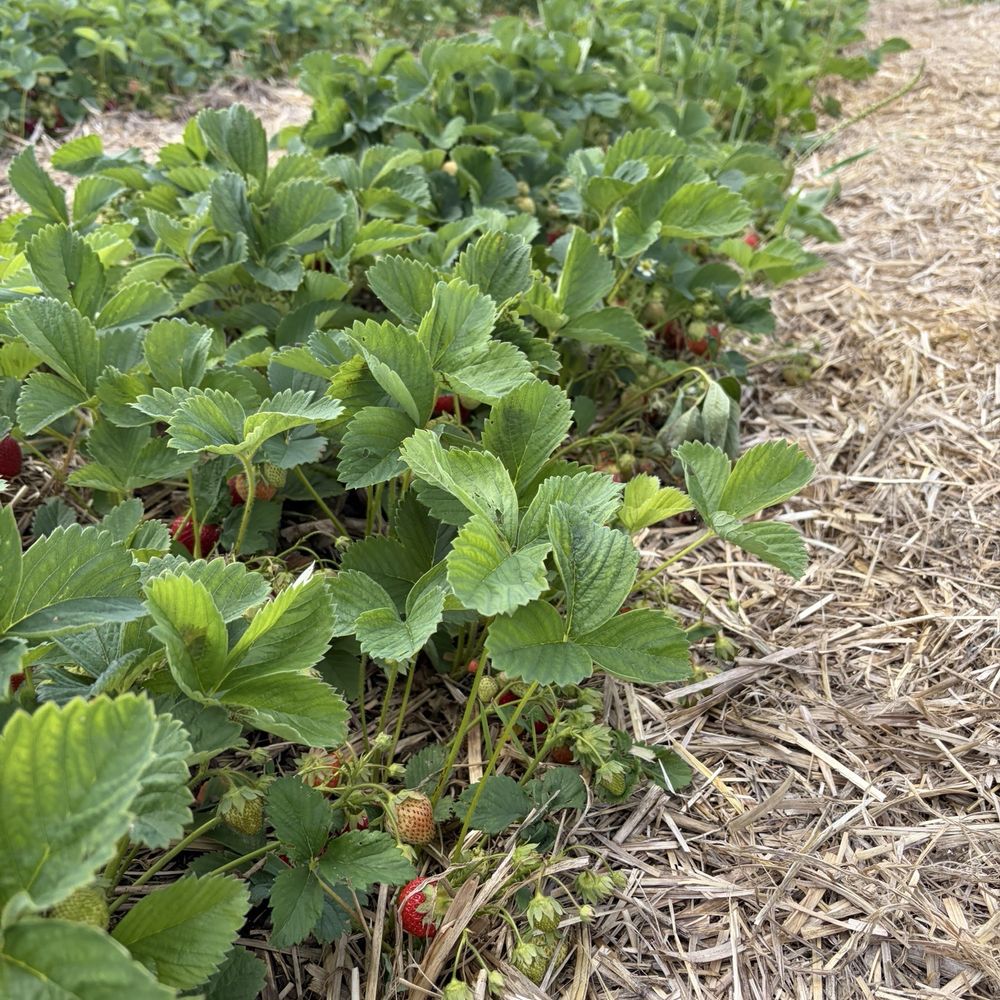 Organics Farm - Farmers Market Near Me - Markham, Ontario Organics Farm - Farmers Market Near Me - Markham, Ontario