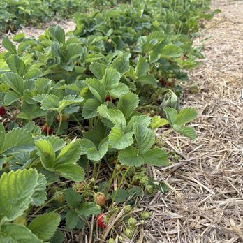 Organics Farm - Farmers Market Near Me - Markham, Ontario Organics Farm - Farmers Market Near Me - Markham, Ontario