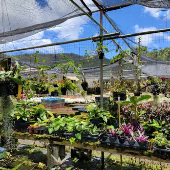 Kawamoto Orchid Nursery - Nurseries & Gardening Near Me - Honolulu, Hawaii