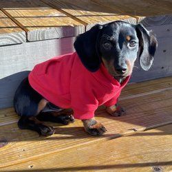 Mountain Hounds - Purchased this 100% cotton sweatshirt for our doxie in 2 sizes for now & as she grows.