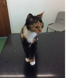 Bodrwnsiwn Veterinary Practice