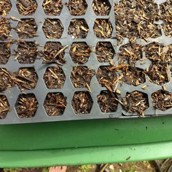 Consolidated Ace Hdwe - This is ace $1.99 potting soil????