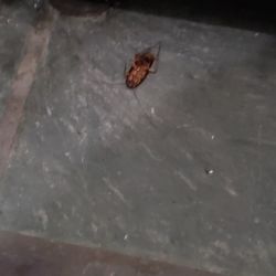 Montlack Realty LLC - Roach infestatin