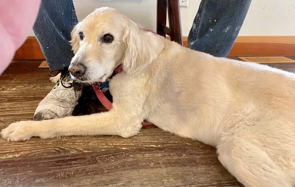 BLOOMINGROVE VETERINARY HOSPITAL Updated October 2024 10 Photos