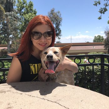 Dogfather Dog Institute - Pet Training Near Me Dogfather Dog Institute - Pet Training Near Me