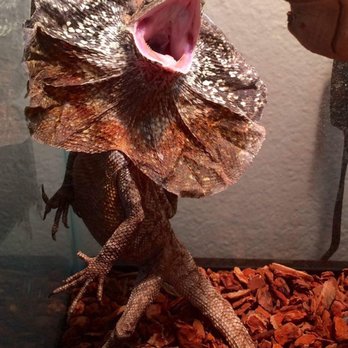 JTK Reptiles - Love it ! Thanks for producing awesome Australian frilled dragon - Reptile Shops Near Me - Long Beach, California JTK Reptiles - Love it ! Thanks for producing awesome Australian frilled dragon - Reptile Shops Near Me - Long Beach, California