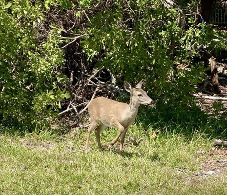 National Key Deer Refuge Nature Center by null