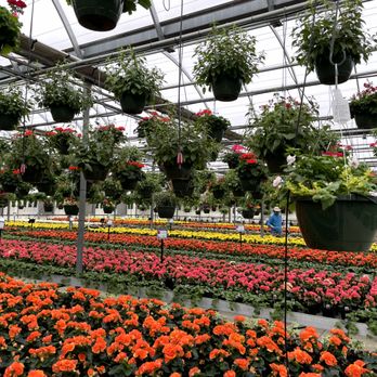 Ebert's Greenhouse Village - Rieger begonias. - Nurseries & Gardening Near Me - Ixonia, Wisconsin Ebert's Greenhouse Village - Rieger begonias. - Nurseries & Gardening Near Me - Ixonia, Wisconsin
