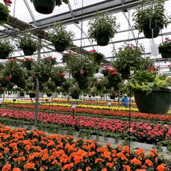 Ebert's Greenhouse Village - Rieger begonias.