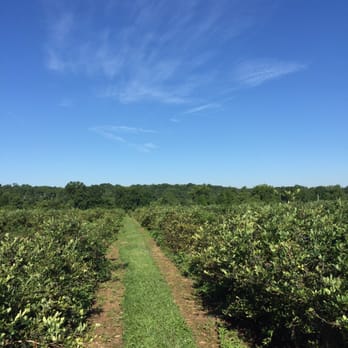 Kelley's Berry Farm - Blueberries - Pick Your Own Farms Near Me - Castalian Springs, Tennessee Kelley's Berry Farm - Blueberries - Pick Your Own Farms Near Me - Castalian Springs, Tennessee