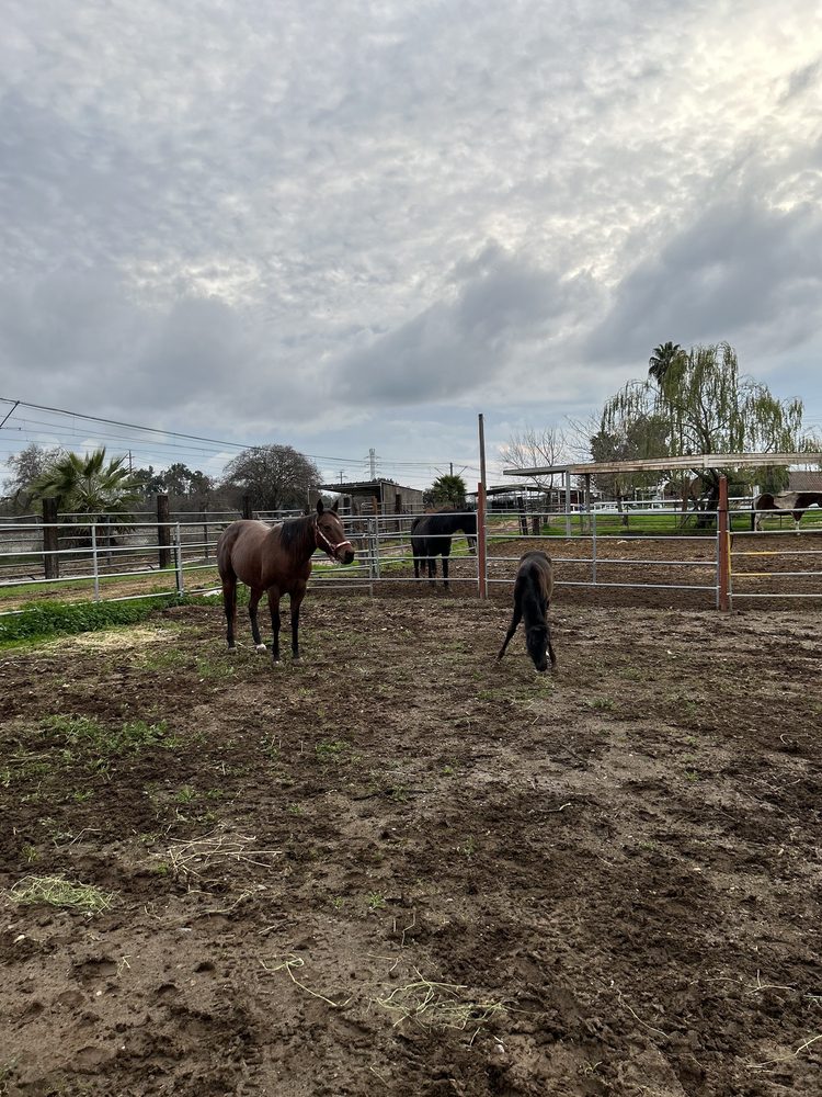 Craigmont Equestrian Center - equestrian in Sacramento, CA