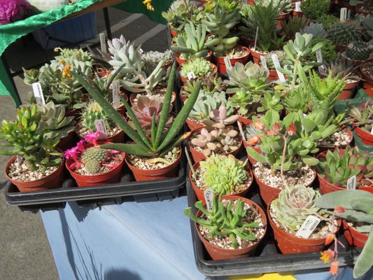 Chico Certified Farmers Market by null