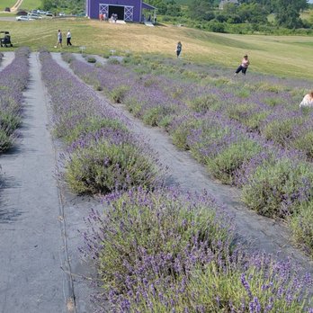 Sunset Ridge Lavender Farm - Attraction Farms Near Me - Enon, Ohio Sunset Ridge Lavender Farm - Attraction Farms Near Me - Enon, Ohio