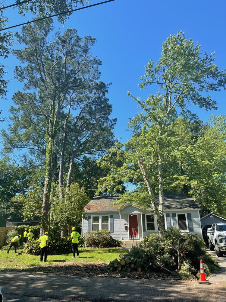 JAYSTARR TREE & LANDSCAPING Updated September 2024 19 Photos & 10