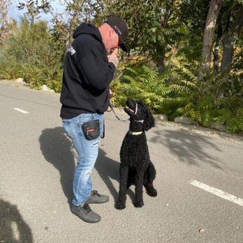 BarkSide Dog Training - Pet Training Near Me