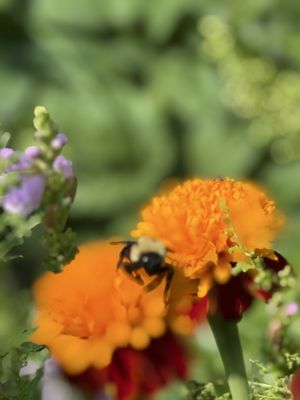 Trinity-Bellwoods by null