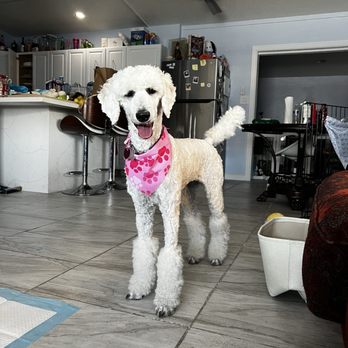 Paw Wow - achieved bikini/miami cut on my poodle with her short coat! - Pet Groomers Near Me - Las Vegas, Nevada Paw Wow - achieved bikini/miami cut on my poodle with her short coat! - Pet Groomers Near Me - Las Vegas, Nevada