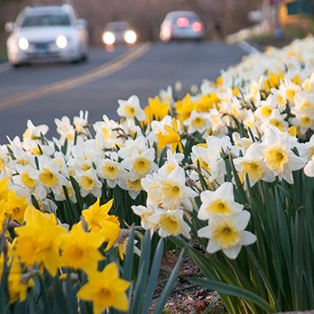 Colorblends Wholesale Flowerbulbs - Daffodil Blend - The Gold Shoulder - Nurseries & Gardening Near Me - Bridgeport, Connecticut