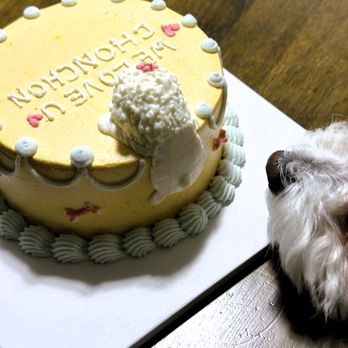 Soybee dog dessert - Custom design dog cake. We customize cakes featuring your dog's lively image! - Pet Services Near Me Soybee dog dessert - Custom design dog cake. We customize cakes featuring your dog's lively image! - Pet Services Near Me