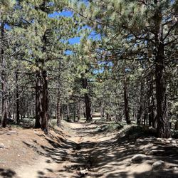 Los Padres National Forest