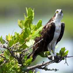 Black Point Wildlife Drive - Hi there!!