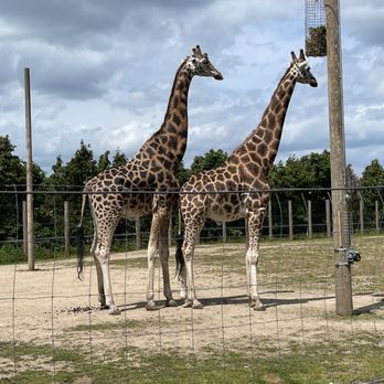 Twycross Zoo - Zoos Near Me - Atherstone, WAR Twycross Zoo - Zoos Near Me - Atherstone, WAR
