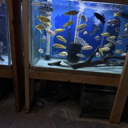 Texas Aquatics