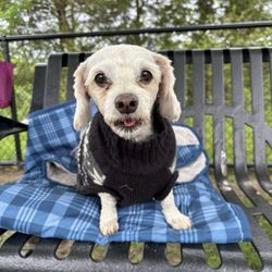 Evesham Dog Park