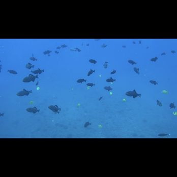 Island and You - Bus Tours Near Me - Honolulu, Hawaii