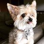 Photo of Bow Wow Dog Walking & Pet Sitting