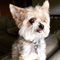 Bow Wow Dog Walking & Pet Sitting - We watched Teddy at our house. He's one of the happiest dogs!