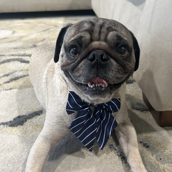 Perfect Pet Salon - Pet Groomers Near Me - Concord, California Perfect Pet Salon - Pet Groomers Near Me - Concord, California