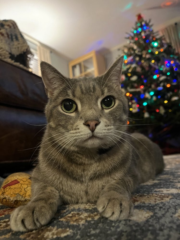 SMILEY VETERINARY CLINIC Updated October 2024 12 Photos & 18