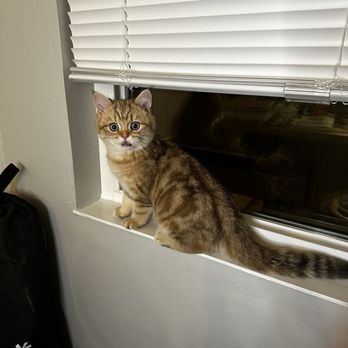 One Love Cats - Jensen - Pet Breeders Near Me One Love Cats - Jensen - Pet Breeders Near Me