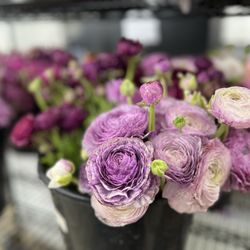 Original Los Angeles Flower Market