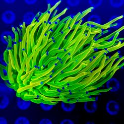 Coral Kings